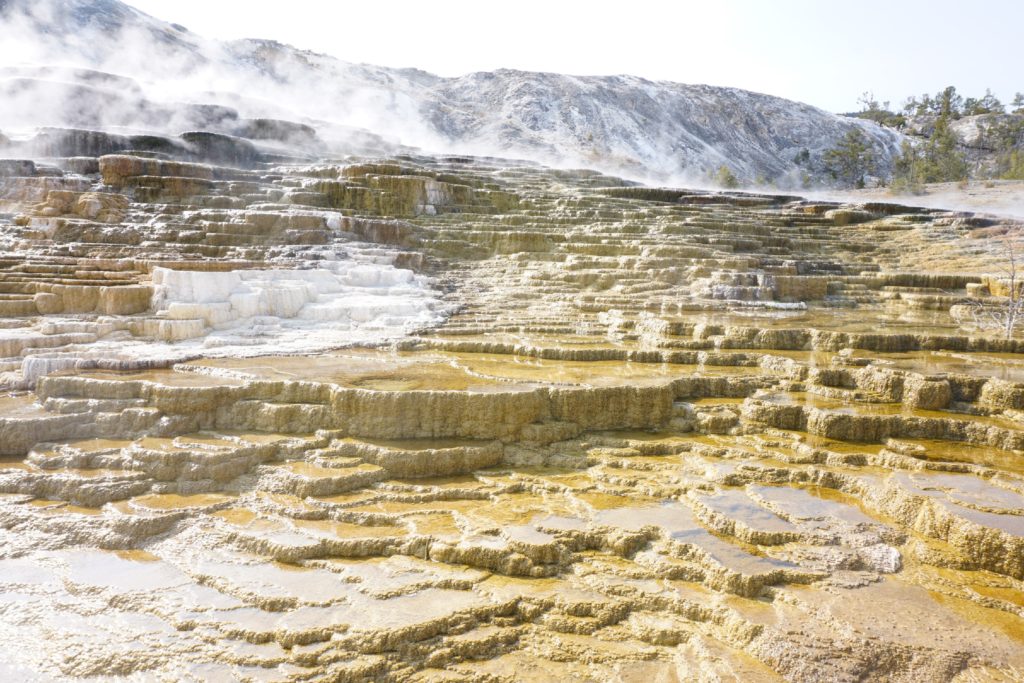 Mammoth Hot Springs